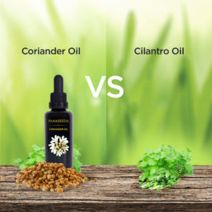 Coriander Oil VS Cilantro Oil